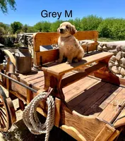 Gray, a male Golden Retriever for sale in Tucson, AZ – Photo 3 of 3