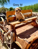 Gray, a male Golden Retriever for sale in Tucson, AZ – Photo 2 of 3