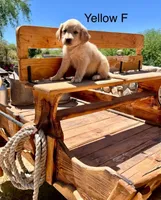 Yellow, a female Golden Retriever for sale in Tucson, AZ – Photo 1 of 3