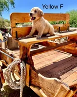 Yellow, a female Golden Retriever for sale in Tucson, AZ – Photo 3 of 3