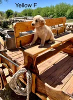 Yellow, a female Golden Retriever for sale in Tucson, AZ – Photo 2 of 3