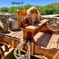 White, a female Golden Retriever for sale in Tucson, AZ – Photo 3 of 3