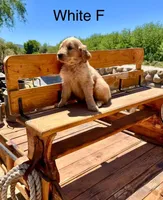 White, a female Golden Retriever for sale in Tucson, AZ – Photo 2 of 3