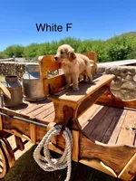 White, a female Golden Retriever for sale in Tucson, AZ – Photo 1 of 3