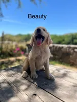 Beauty, a female Golden Retriever for sale in Tucson, AZ – 2 of 5