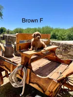 Brown, a female Golden Retriever for sale in Tucson, AZ – Photo 3 of 3