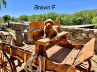 Brown, a female Golden Retriever for sale in Tucson, AZ – Photo 1 of 3