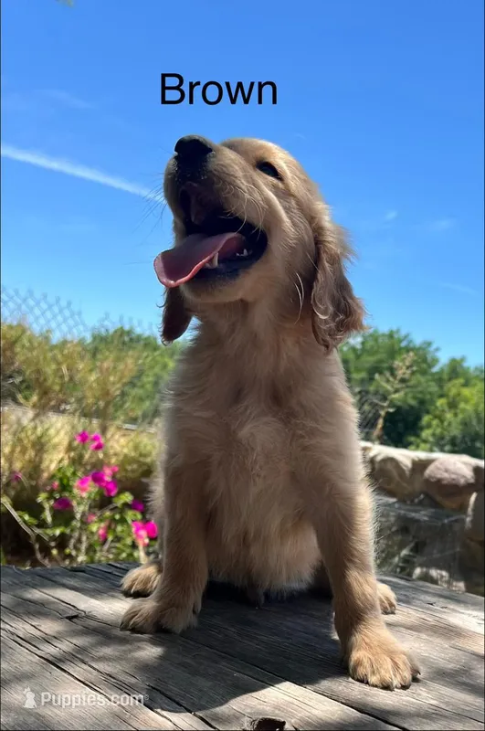 Brown  – Golden Retriever puppy for sale in Tucson, AZ
