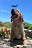 Brown , a male Golden Retriever for sale in Tucson, AZ – 1 of 5