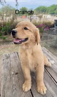 Orange, a female Golden Retriever for sale in Tucson, AZ – 4 of 4