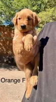Orange, a female Golden Retriever for sale in Tucson, AZ – 2 of 2