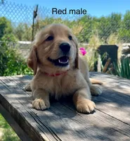 Red, a male Golden Retriever for sale in Tucson, AZ – 2 of 3
