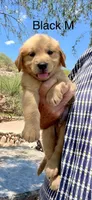 Black, a male Golden Retriever for sale in Tucson, AZ – 2 of 3