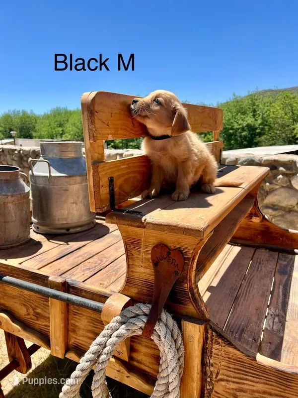Black – Golden Retriever puppy for sale in Tucson, AZ