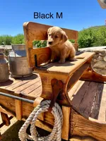 Black, a male Golden Retriever for sale in Tucson, AZ – Photo 3 of 3
