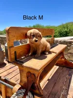 Black, a male Golden Retriever for sale in Tucson, AZ – Photo 2 of 3