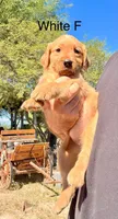 White, a female Golden Retriever for sale in Tucson, AZ – 1 of 2