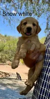 Snow Whitt , a female Golden Retriever for sale in Tucson, AZ – 2 of 3
