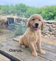 Orange, a female Golden Retriever for sale in Tucson, AZ – 2 of 4