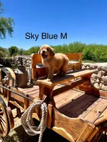 Sky Blue, a male Golden Retriever for sale in Tucson, AZ – Photo 3 of 3