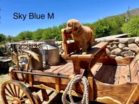 Sky Blue, a male Golden Retriever for sale in Tucson, AZ – Photo 1 of 3