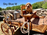 Sky Blue, a male Golden Retriever for sale in Tucson, AZ – Photo 2 of 3