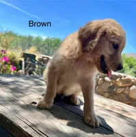 Brown , a male Golden Retriever for sale in Tucson, AZ – 4 of 5