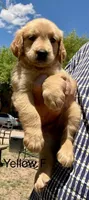Yellow, a female Golden Retriever for sale in Tucson, AZ – 2 of 3