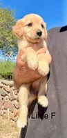 Lime, a female Golden Retriever for sale in Tucson, AZ – 2 of 2
