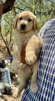 Lime, a female Golden Retriever for sale in Tucson, AZ – 1 of 2