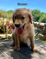 Brown , a male Golden Retriever for sale in Tucson, AZ – 3 of 5