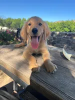 Brown, a male Golden Retriever for sale in Tucson, AZ – 2 of 5