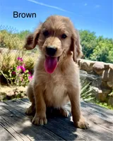 Brown , a male Golden Retriever for sale in Tucson, AZ – 5 of 5