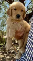 Red, a male Golden Retriever for sale in Tucson, AZ – 3 of 3