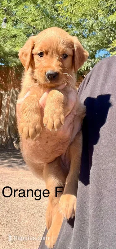 Orange – Golden Retriever puppy for sale in Tucson, AZ