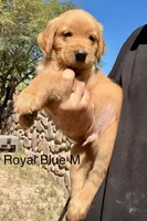 Royal blue , a male Golden Retriever for sale in Tucson, AZ – 2 of 2