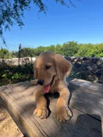 Brown, a male Golden Retriever for sale in Tucson, AZ – 5 of 5