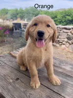 Orange, a female Golden Retriever for sale in Tucson, AZ – 1 of 4