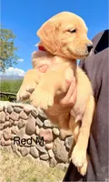 Red, a male Golden Retriever for sale in Tucson, AZ – 2 of 2