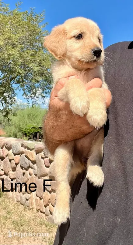 Lime – Golden Retriever puppy for sale in Tucson, AZ