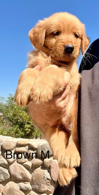 Brown – Golden Retriever puppy for sale in Tucson, AZ
