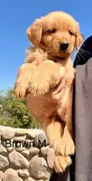 Brown, a male Golden Retriever for sale in Tucson, AZ – 1 of 2