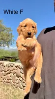 White, a female Golden Retriever for sale in Tucson, AZ – 2 of 2