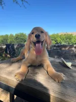 Brown, a male Golden Retriever for sale in Tucson, AZ – 3 of 5