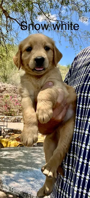 Snow Whitt  – Golden Retriever puppy for sale in Tucson, AZ
