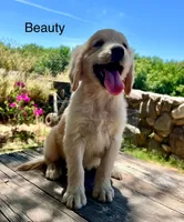 Beauty, a female Golden Retriever for sale in Tucson, AZ – 5 of 5