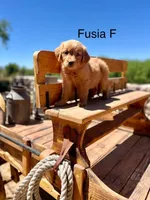 Fusia, a female Golden Retriever for sale in Tucson, AZ – Photo 2 of 3