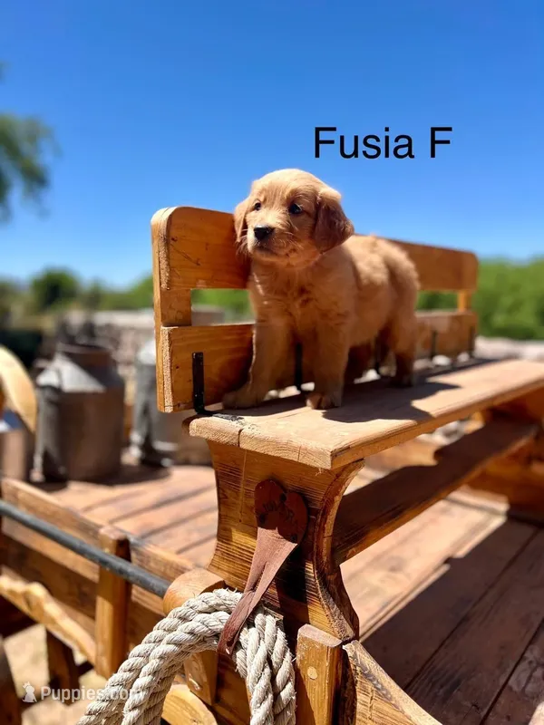 Fusia – Golden Retriever puppy for sale in Tucson, AZ