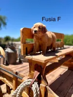 Fusia, a female Golden Retriever for sale in Tucson, AZ – Photo 1 of 3