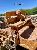 Fusia, a female Golden Retriever for sale in Tucson, AZ – Photo 3 of 3